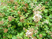 Bramble Removal