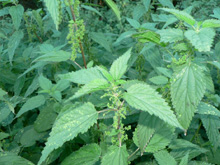 Nettles Removal