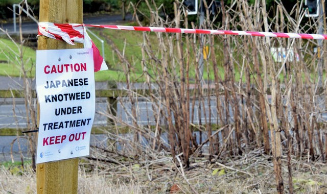 Keep out sign Japanese Knotweed under treatment