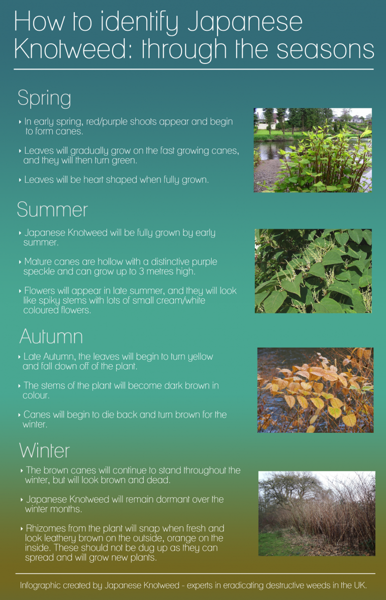 How to identify Japanese Knotweed: through the seasons