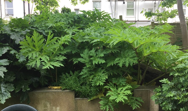Giant Hogweed
